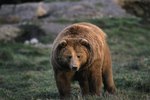 What is the Prey of the Kodiak Bear?