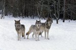 Pros & Positive Effects of the Reintroduction of Wolves