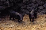 What Does It Mean When Wild Pigs Grunt?