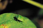 What Are a Stink Bug's Predators?