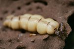 Burrowing Insect List