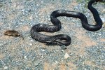 How to Tell the Difference in Copperhead & Black Rat Snakes