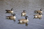 Geese That Don't Migrate