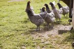 Effects of Sunlight on Laying Hens