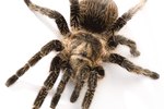 How to Tell the Age of a Tarantula