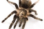 Guide to Texas Spiders