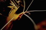 Anemone Shrimp Species
