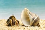 How to Clean Extra Hermit Crab Shells