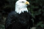 Where is the World's Largest Bald Eagle Population?