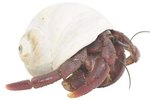 Facts About the Purple Claw Hermit Crab