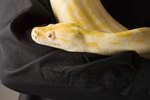 Why Is My Snake Making Sneezing Noises?