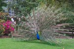 What Is a Peacock's Diet?