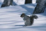 Can Squirrels Survive Cold Nights?