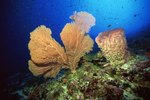 Different Sea Sponges