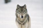 Extinct Wolf List