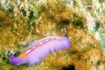 How Long Do Marine Flatworms Live?