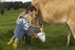 How to Milk a Cow Step-by-Step