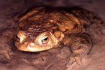 How to Keep a Couch's Spadefoot Toad As a Pet
