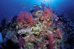 The Disadvantages of Artificial Coral Reefs
