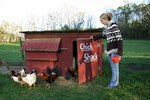Facts About Chicken Rooster Mating