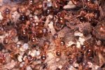 Relationship Between Fire Ants & Native Ants