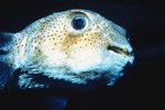 What Household Food Can Puffer Fish Eat?