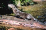 The River Otter's Adaptation to the Environment