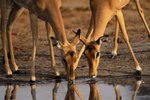 Types of Antelopes of the Serengeti