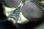 What Do Flies See Out of Their Compound Eye?