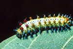 Top Five Most Venomous Caterpillars