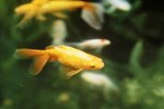 How to Care for a Baby Pond Goldfish