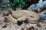List of Venomous Snakes That Are Deadly to Humans