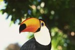 Facts on the Toco Toucan