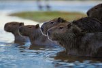 Adaptations of the Capybara