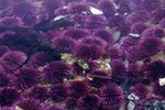 Purple Sea Urchin Adaptations
