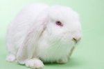 Liver Coccidia in Rabbits