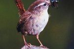 Directions for a Wren Birdhouse