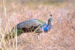 Illnesses That Peacocks Can Catch