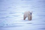What Continents Do Polar Bears Live on?