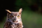 Owl Tuft Functions