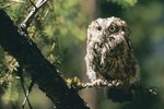 How Did Screech Owls Get Their Names?