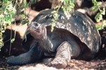 Physical Characteristics of the Giant Tortoise