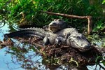 What Determines the Gender of an Alligator?