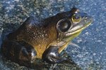 Distinguishing Between Male & Female Bullfrogs