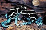 Reasons for the Endangerment of the Poison Dart Frog