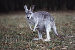 The Name of a Male Wallaby