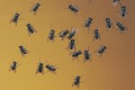 Why Do So Many Flies Come Into Your House During the Summer?