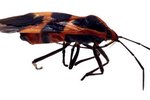Stages of Development for Milkweed Bugs