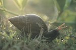Caring for Pet Land Snails