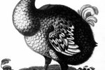 Description of a Dodo